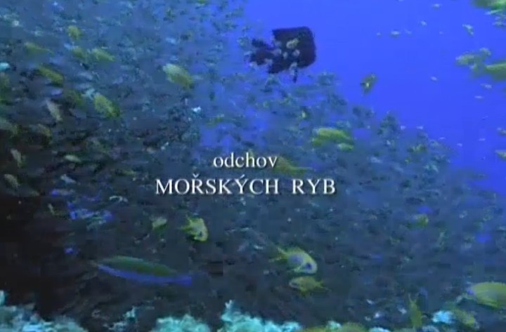 Documentary Odchov mořských ryb