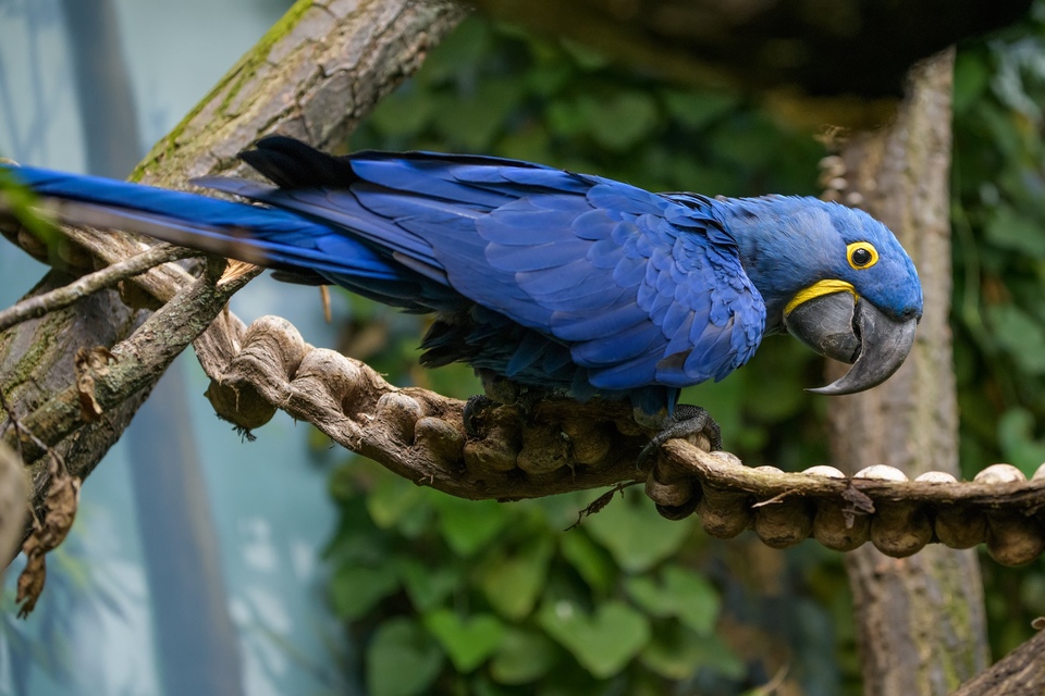 Dokument Rákosův pavilon: Svět vzácných papoušků