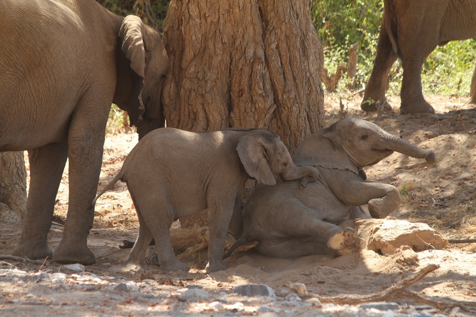 Documentary Hoanib: Tajemství pouštních slonů