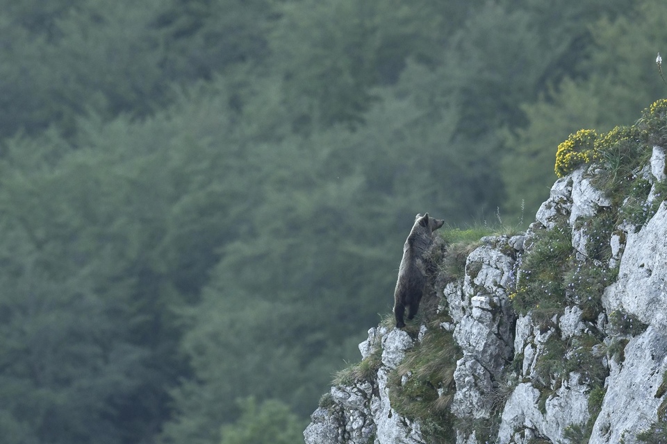 Dokumentarci Medvjed - Divlji prizori iz Asturije