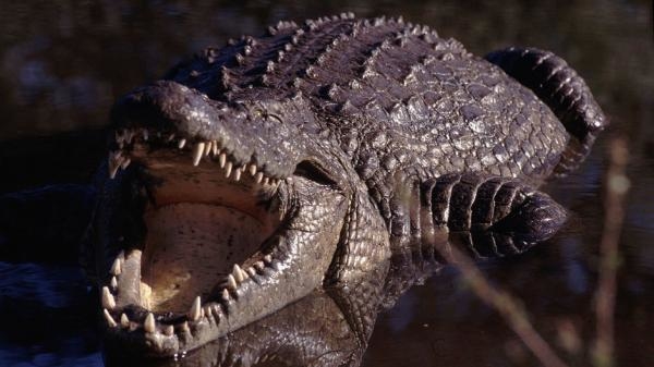 Krokodýlí král