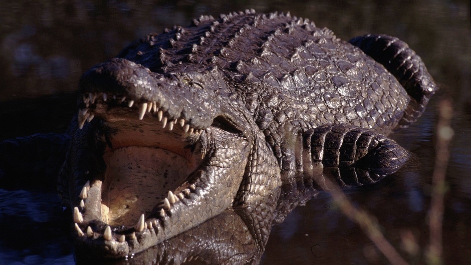 Documentary Krokodýlí král