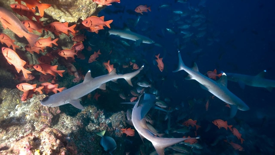 Dokumentarci Otok morskih pasa